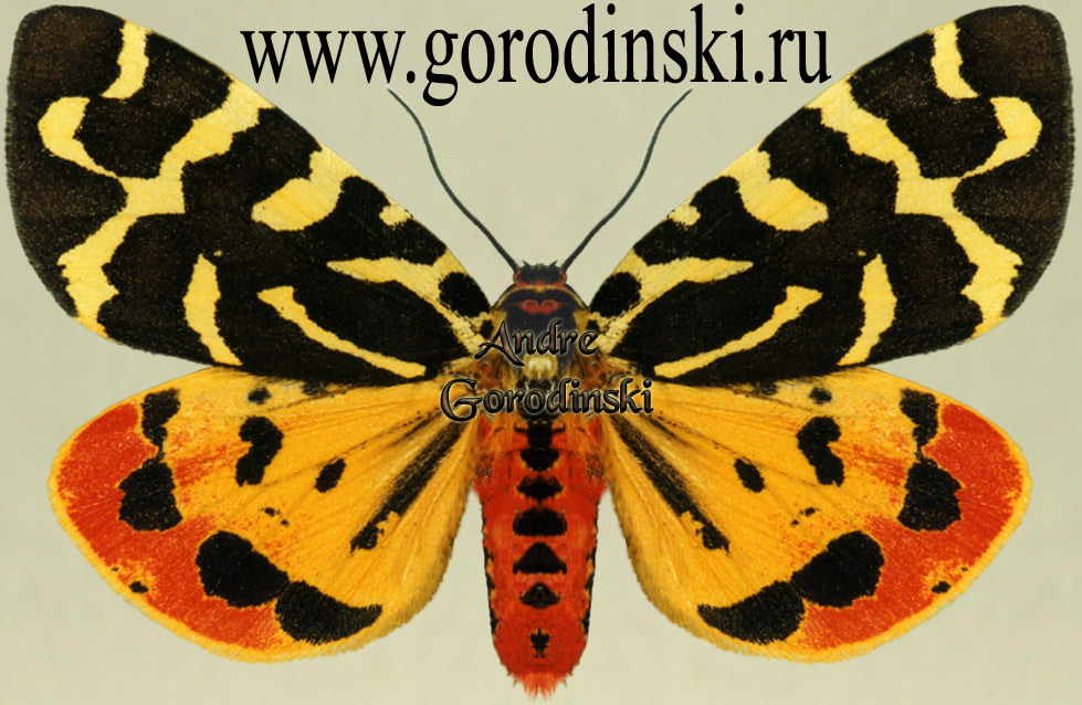 http://www.gorodinski.ru/arctiidae/Platarctia souliei.jpg